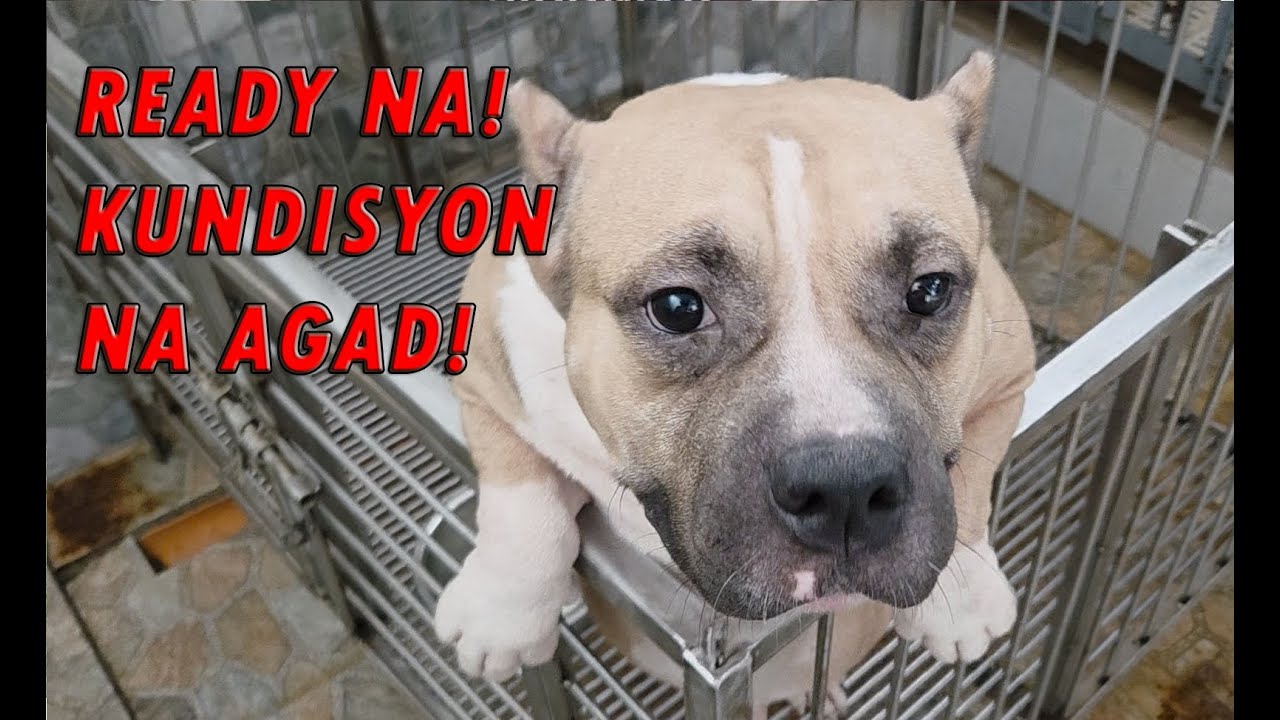 UPDATE SA MGA ALAGA KO NGAYON! ANG BILIS KUMAPAL NETO! AMERICAN BULLY DOGS