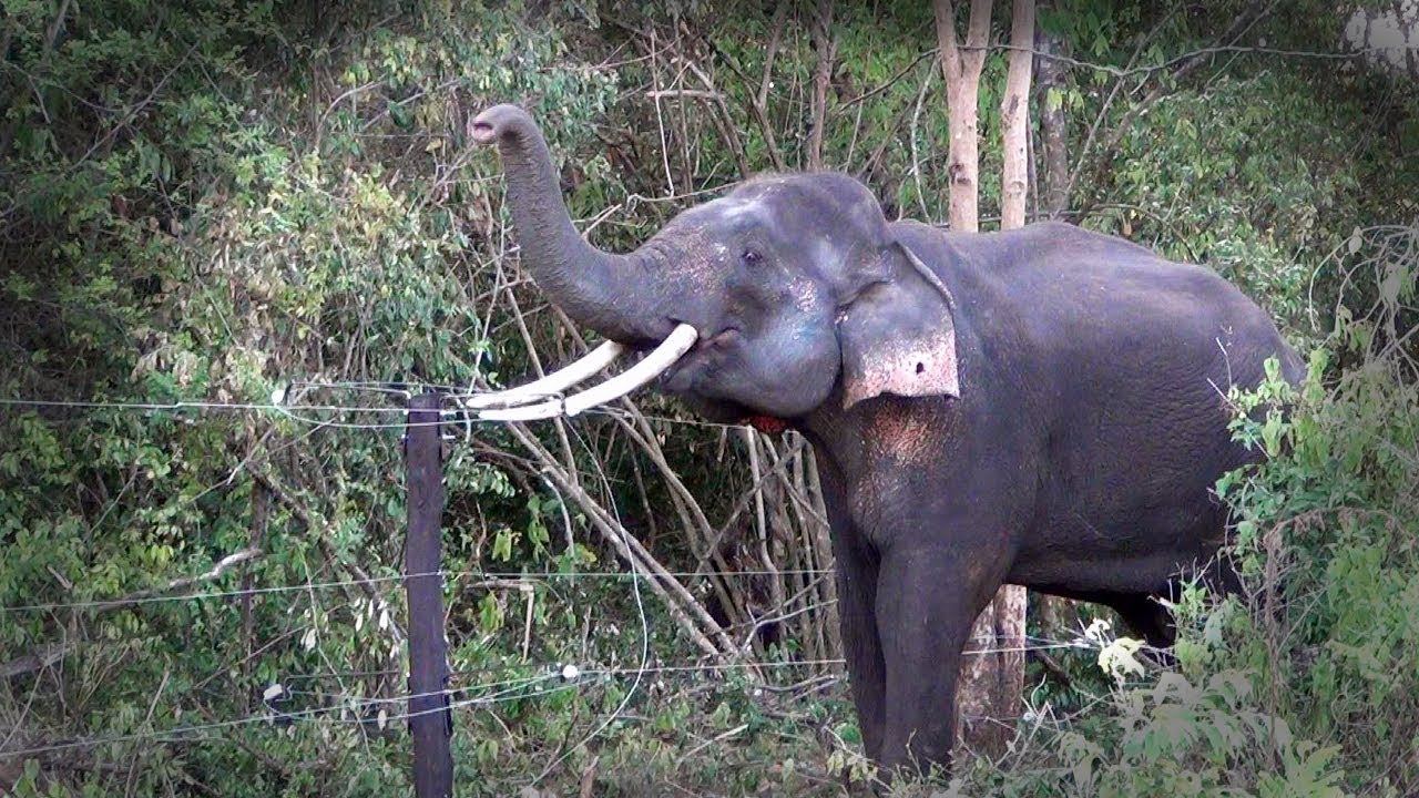 Release of massive wild tusker !