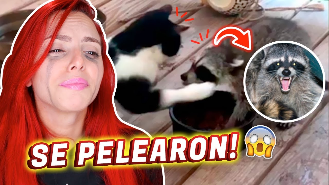 MI GATA PELEO CON UNA ZARIGUEYA! Quedó HERIDA! | Jenny Devil 😈