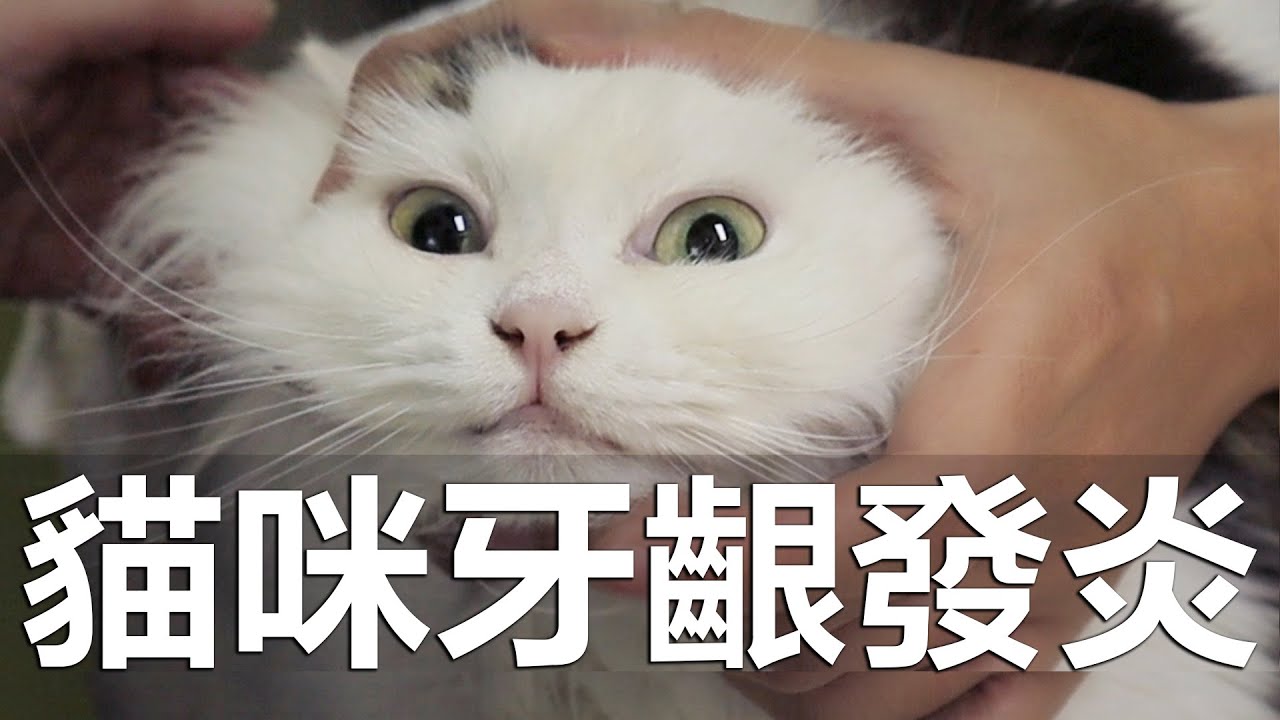 貓咪牙齦發炎嚴重該怎麼辦！？如何辨別家貓牙齦是否是健康？【赤井】Feat.咪