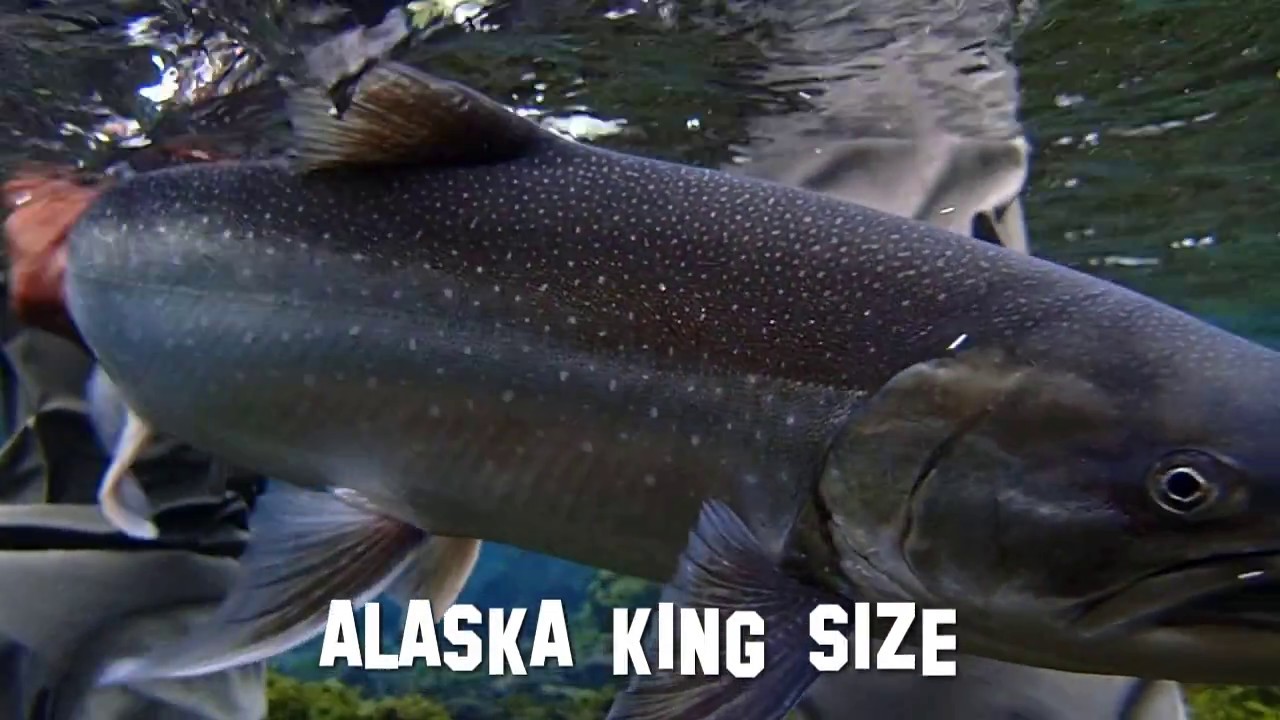 Alaska KING Size - Fliegenfischen auf Königslachs