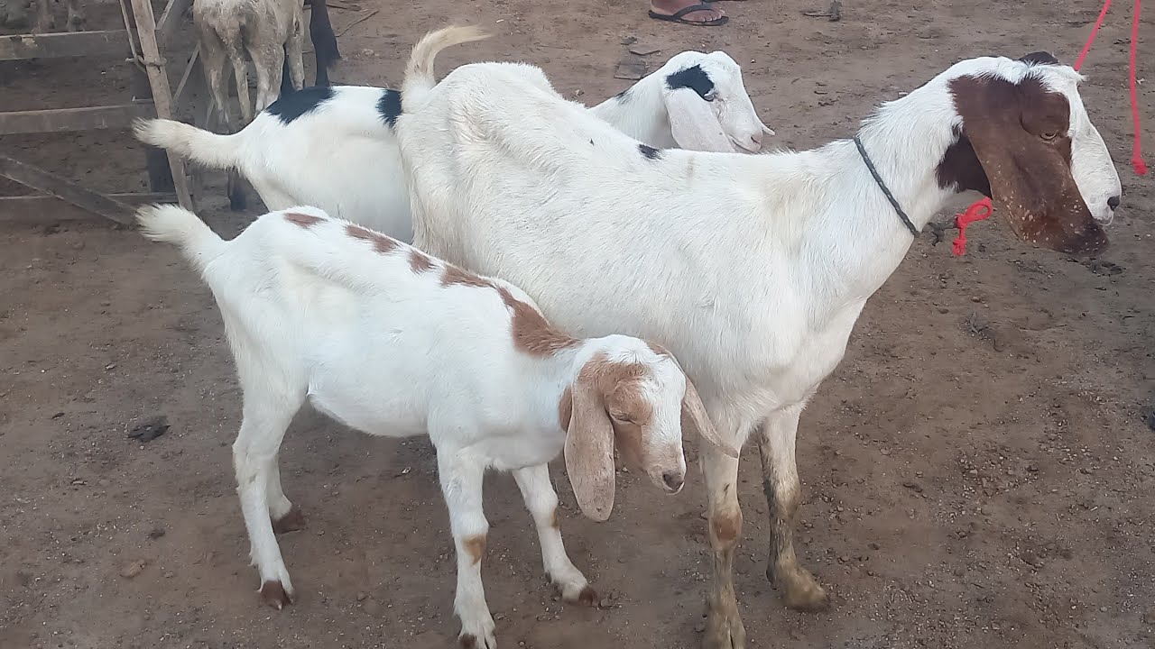 FEIRA DE ANIMAIS EM GUARABIRA-PB 13/07/2023 CAPRINOS, OVINOS E CAVALOS