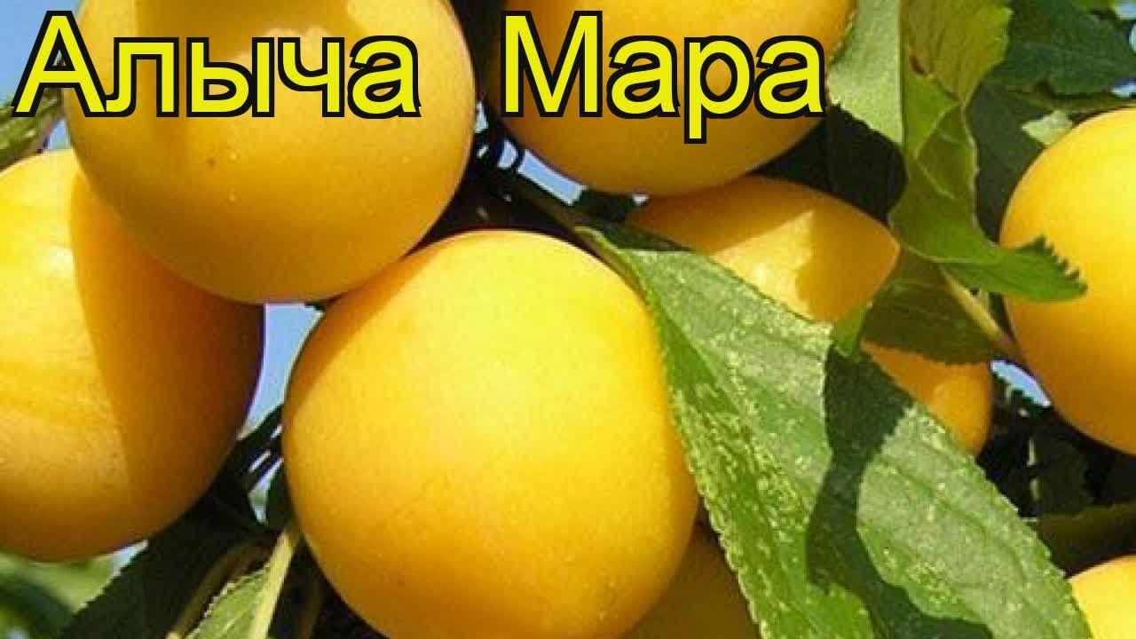 Алыча Мара. Краткий обзор, описание характеристик, где купить саженцы prunus cerasifera Mara