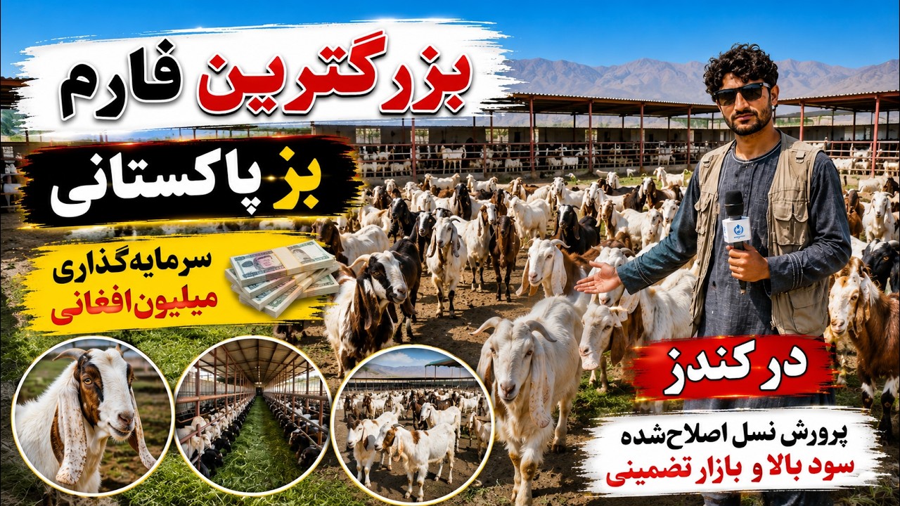 گزارش از فارم بزها| در ولسوالی دشت ارچی کندز| مالداران وقصه های شیرین چوپانی| بز های کم یاب