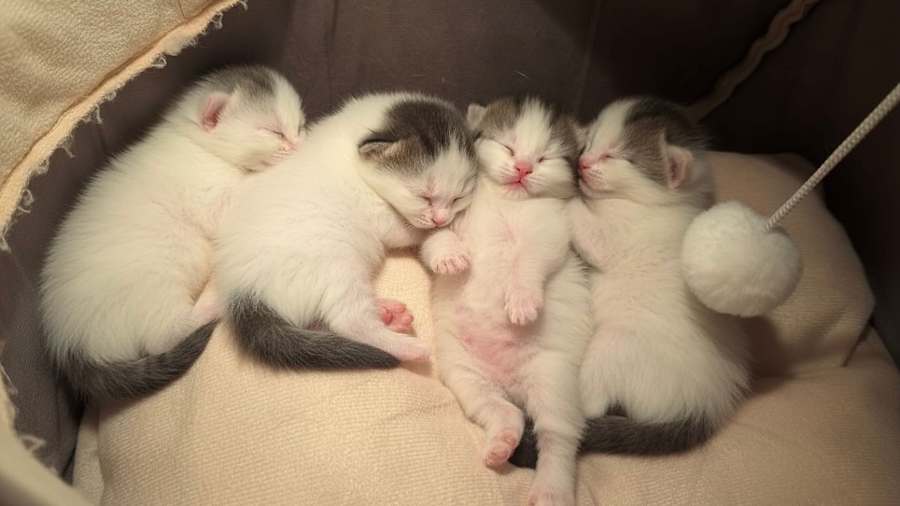 Вы не поверите, как себя ведут эти крошечные котята 🐾