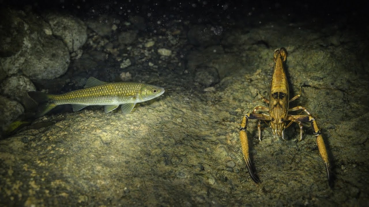 Pesca de camarones Gigantes | Encontramos 8 especies diferentes – Dajaos guabinas. Otros.🤿🔱
