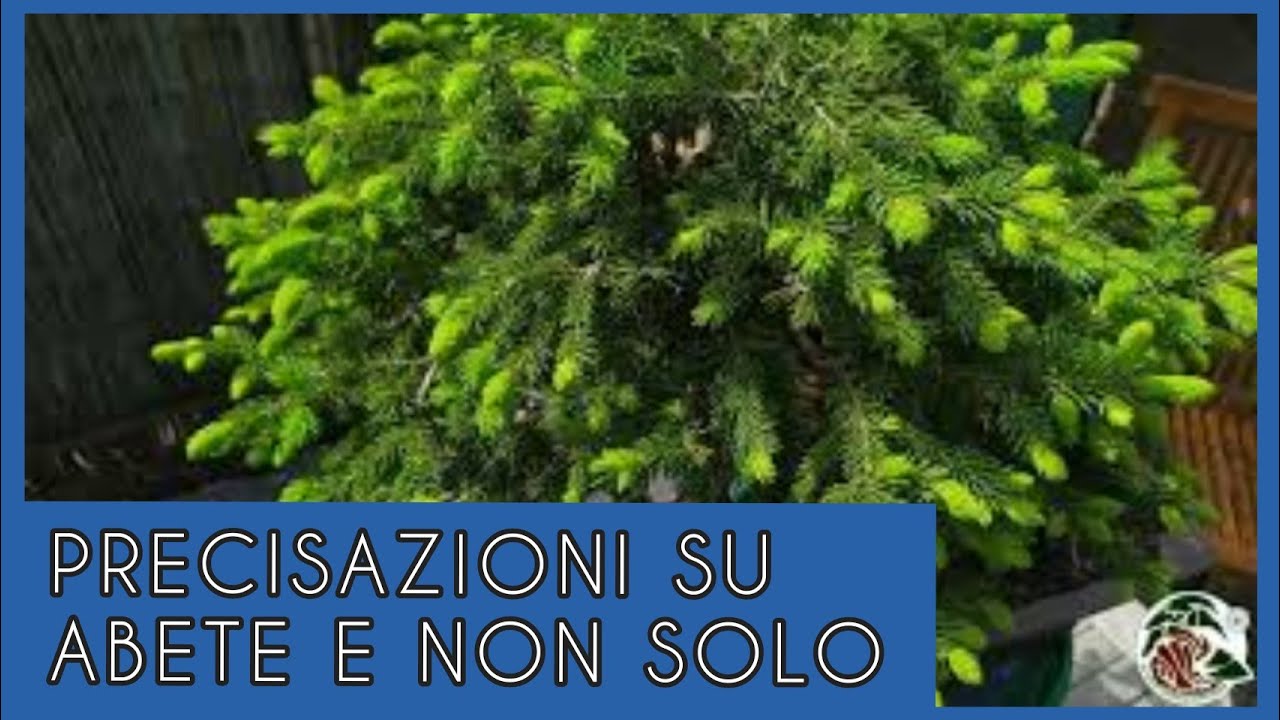 Tecniche bonsai: precisazione sul trattamento dell'abete