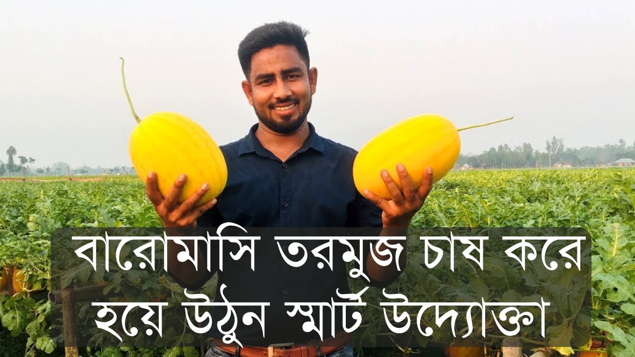 বারোমাসি তরমুজ চাষে এগ্রো-১ এর স্মার্ট পদ্ধতি আলোড়ন সৃষ্টি করেছে নতুন উদ্যোক্তাদের মাঝে।