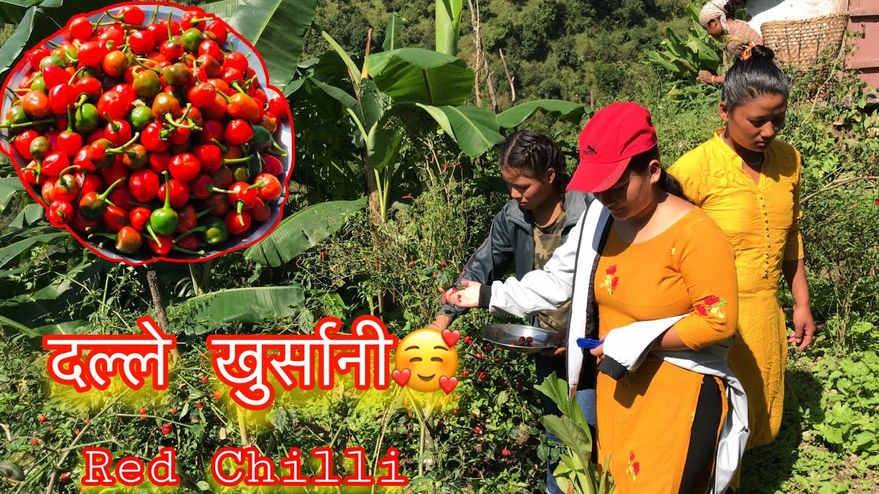 दल्ले खुर्सानी😍😜|Kapid Vlogs|#Kapidarmy