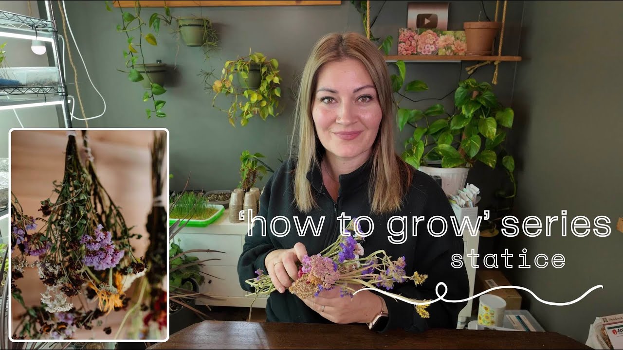 'How to Grow Series' - Statice