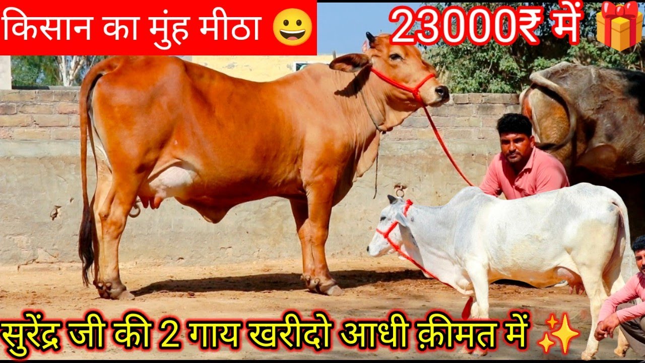 👍आधी क़ीमत में खरीदो 2 गाय 😱मात्र 23000₹ से दाम शूरू और 31000₹ तक 💫 सभी बछड़ी वाली 😀 4 Cow ✨