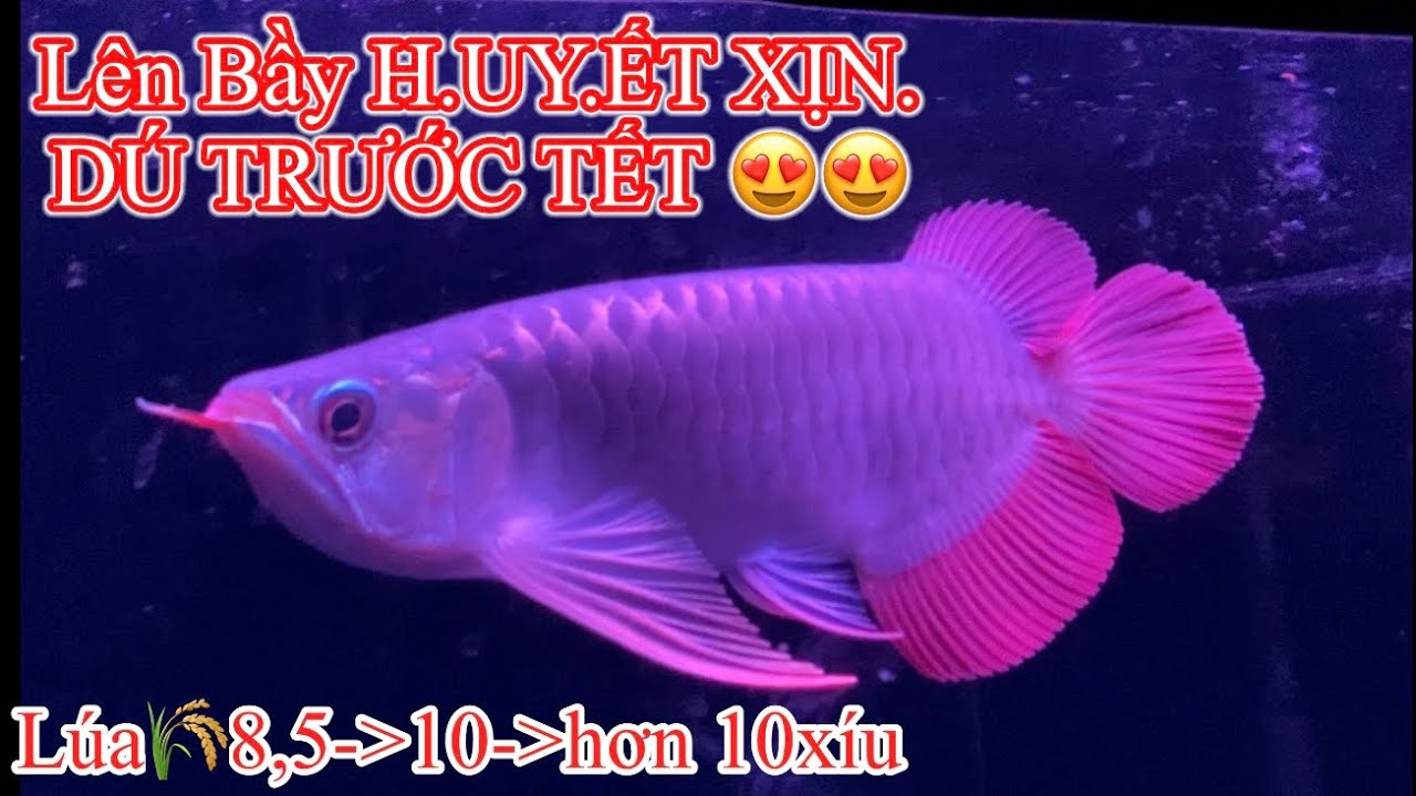 Huyết đu.ôi quạt . Ím từ trước tết - 2402 