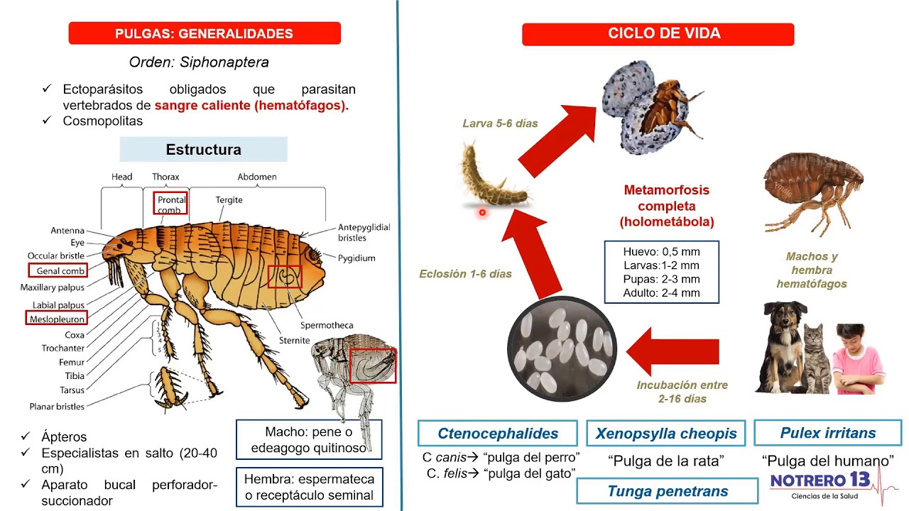 Pulgas- Orden Siphonaptera