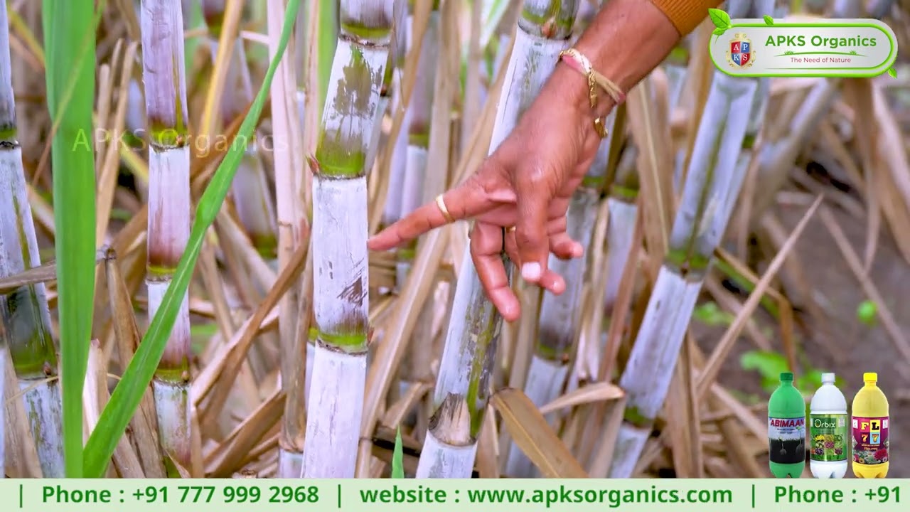 Sugarcane Online Farmer Mr. Rayappa giving feedback about our Products