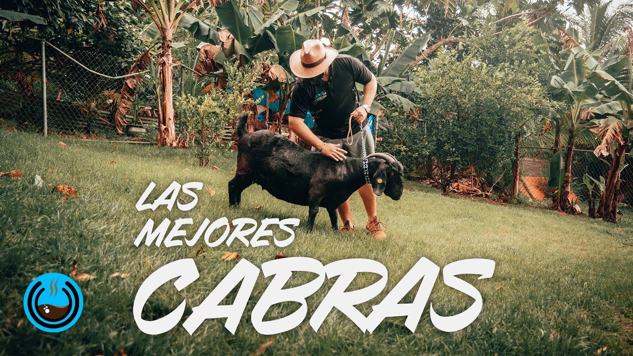 Granja de cabras para competencias y exibici&oacute;n | Hacienda Matos