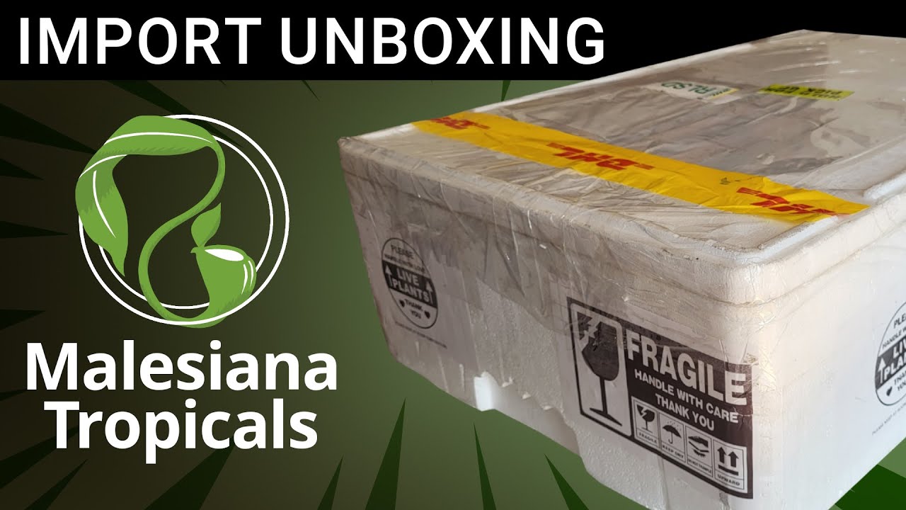 📦 Massive Nepenthes Unboxing ✈ From Malesiana Tropicals 😍