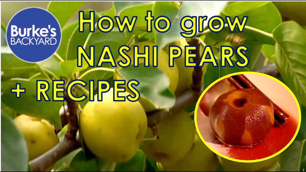 How to Grow Nashi Pears + Pear Recipes