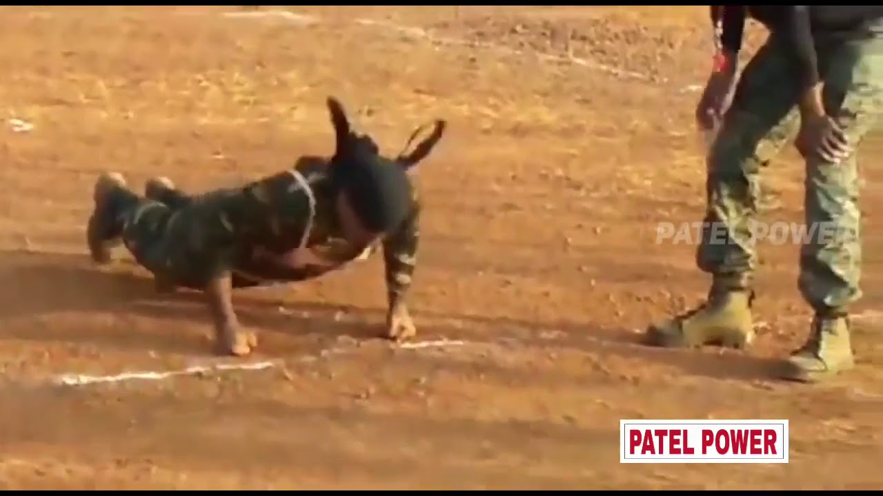 CRPF COBRA - Commando Battalion for Resolute Action .CRPFCoBRA