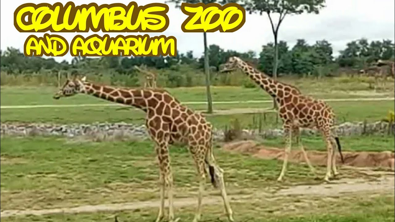 Giraffee,Cheetah,lion,hyena,monkey checking flies etc.Columbus Zoo and Aquarium