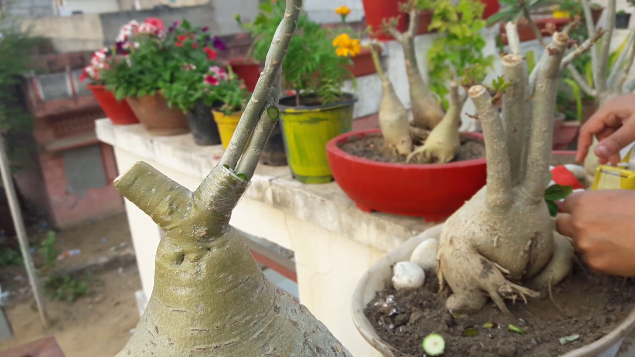 Adenium Grafting || Grafting of Adenium/ Desert Rose plant