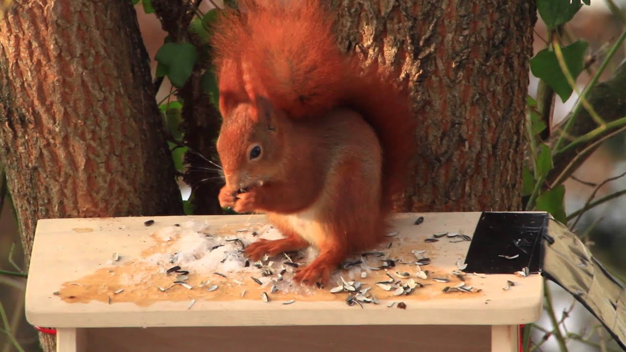 Eichhörnchen entdeckt neues Futterhaus