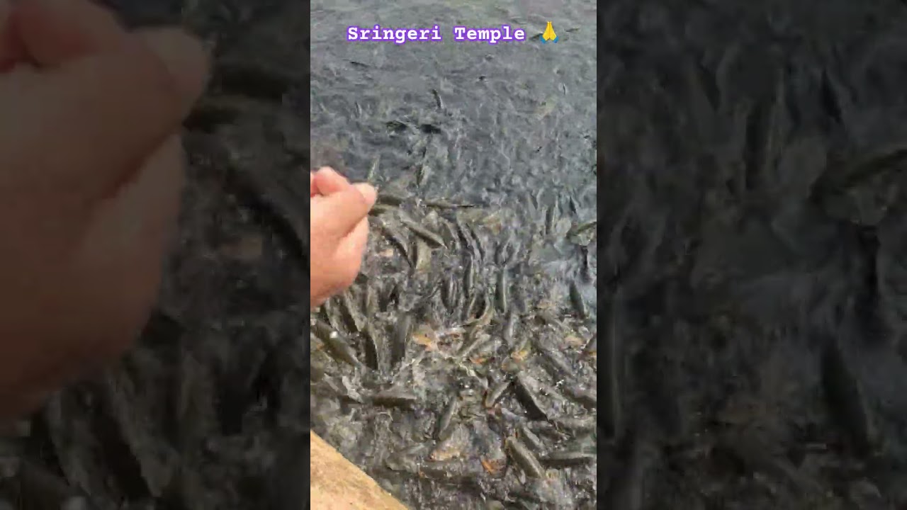 Sringeri Temple 🙏nadi 🌊#youtubeshorts #sringeri #temple #fish #fy #ytshorts #shorts #super#visiting