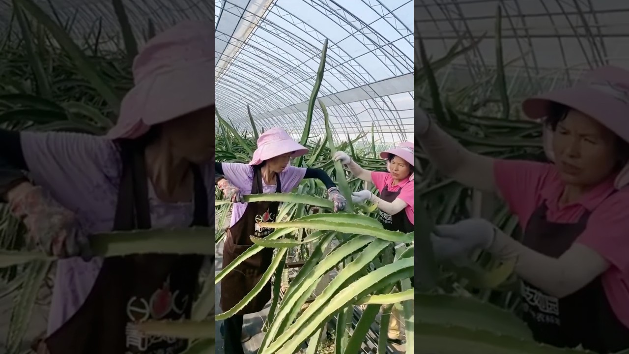 How to twist Dragon Fruit Branches #farming @HappyFarm85