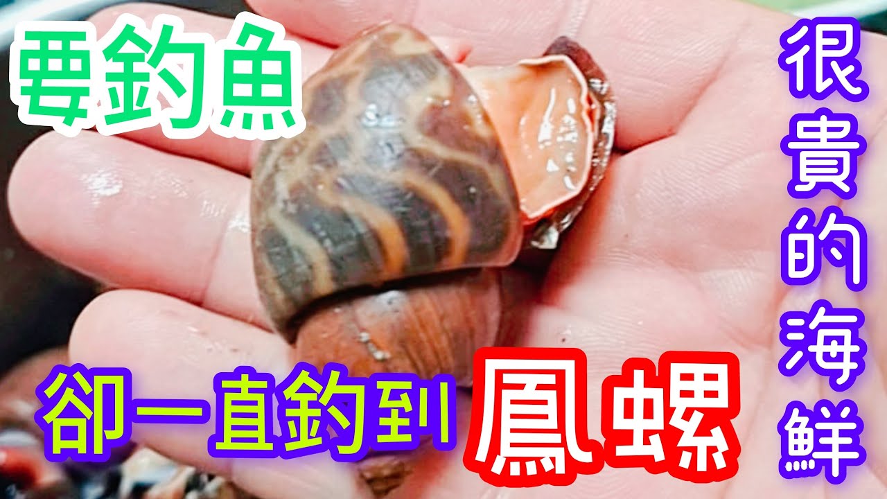 來釣魚卻一直釣到鳳螺#有螺釣也不錯唷