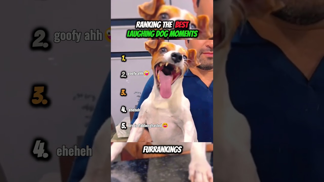 Ranking Best Laughing Dog Moments