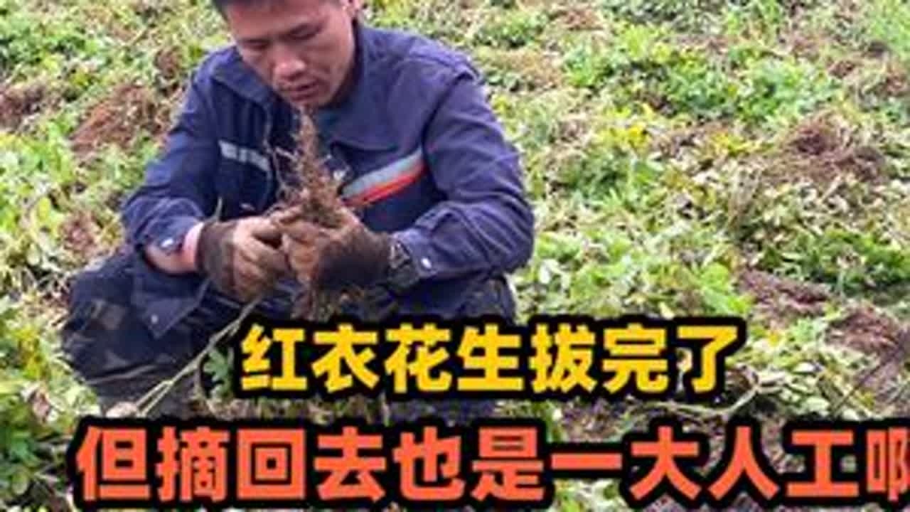 这段时间下雨，摘了两天的花生还没收完，第二季的秧田也要做了 #农村 #花生 #秧田 #农村小伙 #我的乡村生活