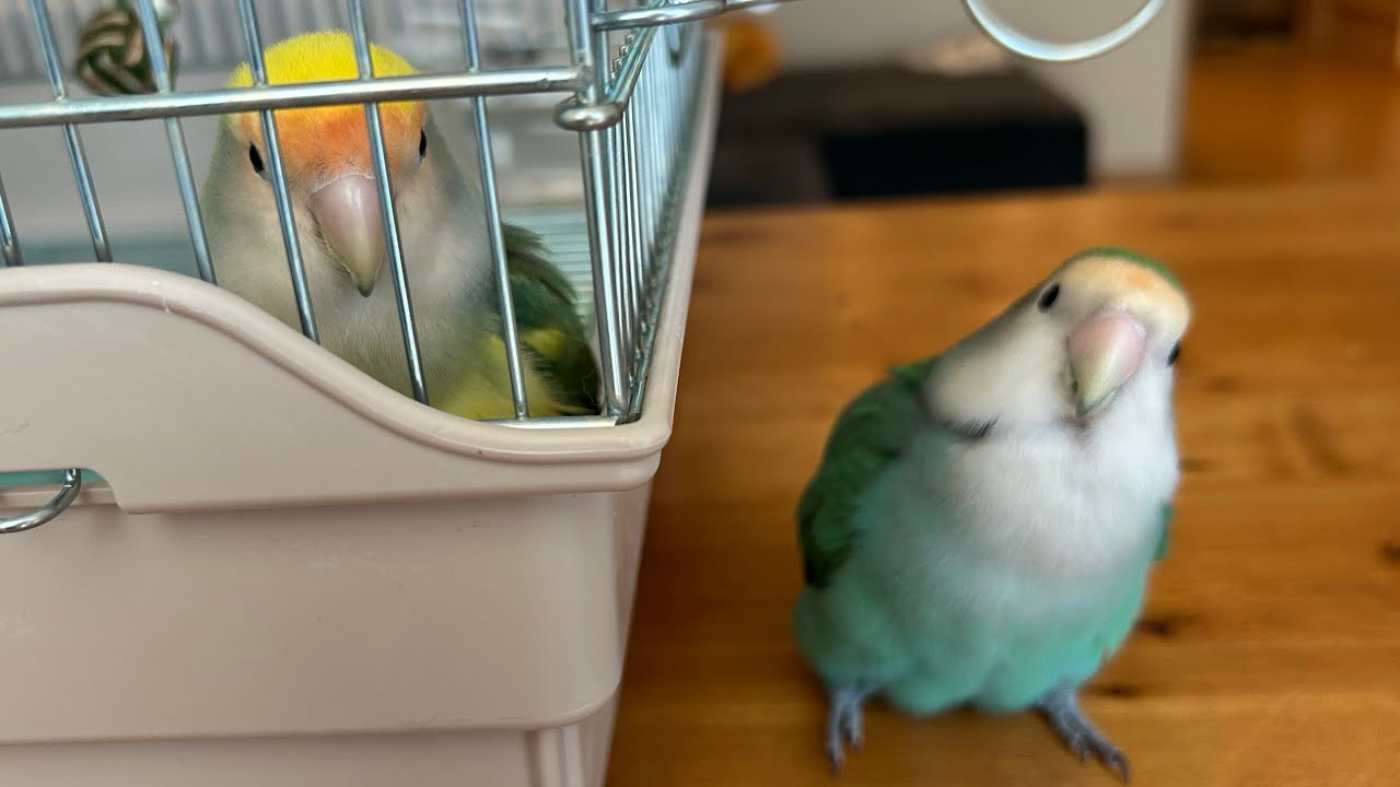 【インコが仲良くなるまで】触れ合い初期〜様子見 #lovebirds #インコのいる暮らし #コザクラインコのあおさん #おばあちゃんインコのみどりちゃん #parrot #コザクラインコ #多頭飼い