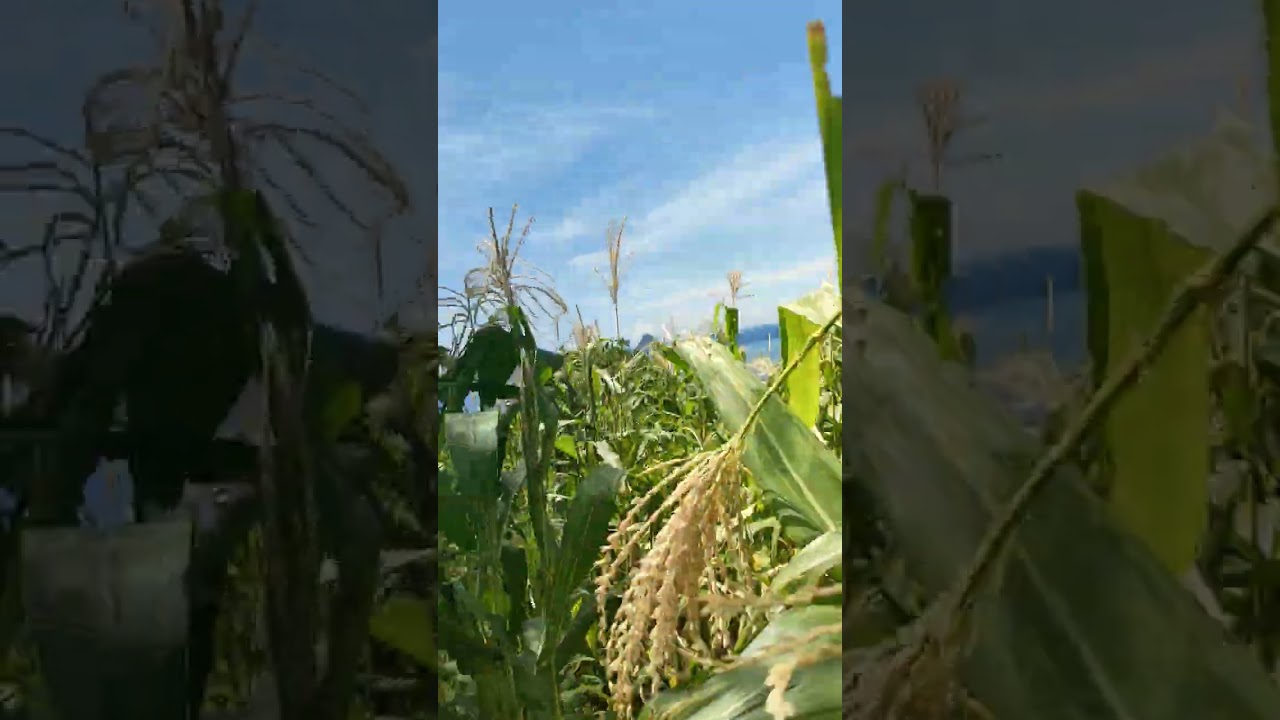 penampakan kebun jagung#youtubevideo #kebunjagung