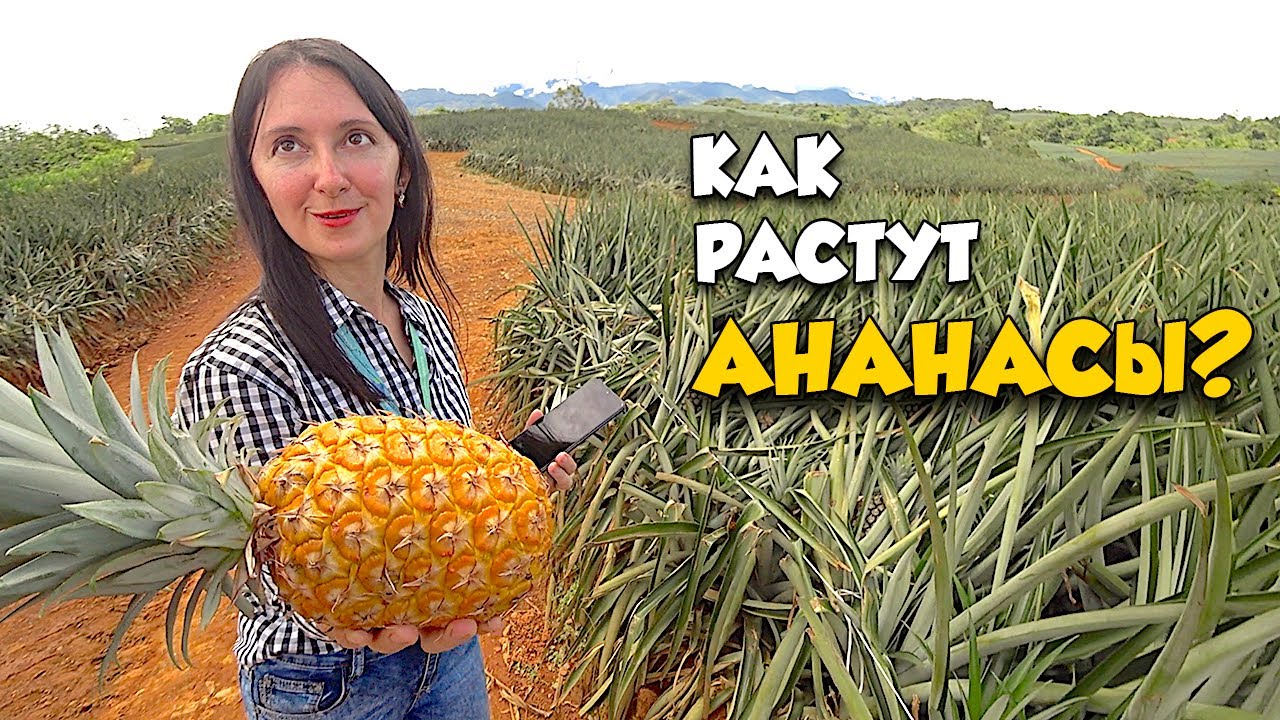 После этого видео, Ты ПЕРЕСТАНЕШЬ ЕСТЬ Ананасы!