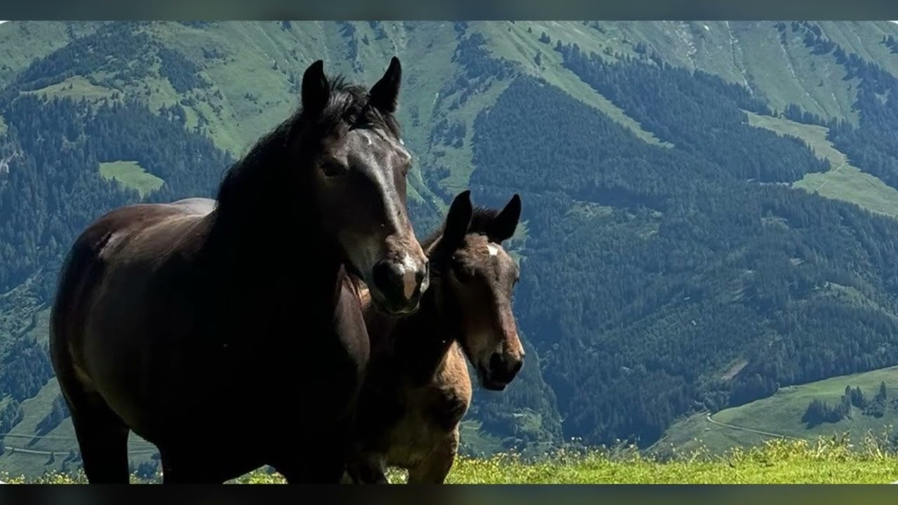 Rauris 4 Seasons Resort is perfect alpine retreat with breathtaking views of Hohe Tauem mountains