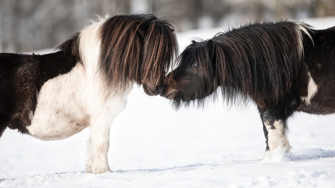 Minishettys im Schnee - Gedanken zur Aufzucht
