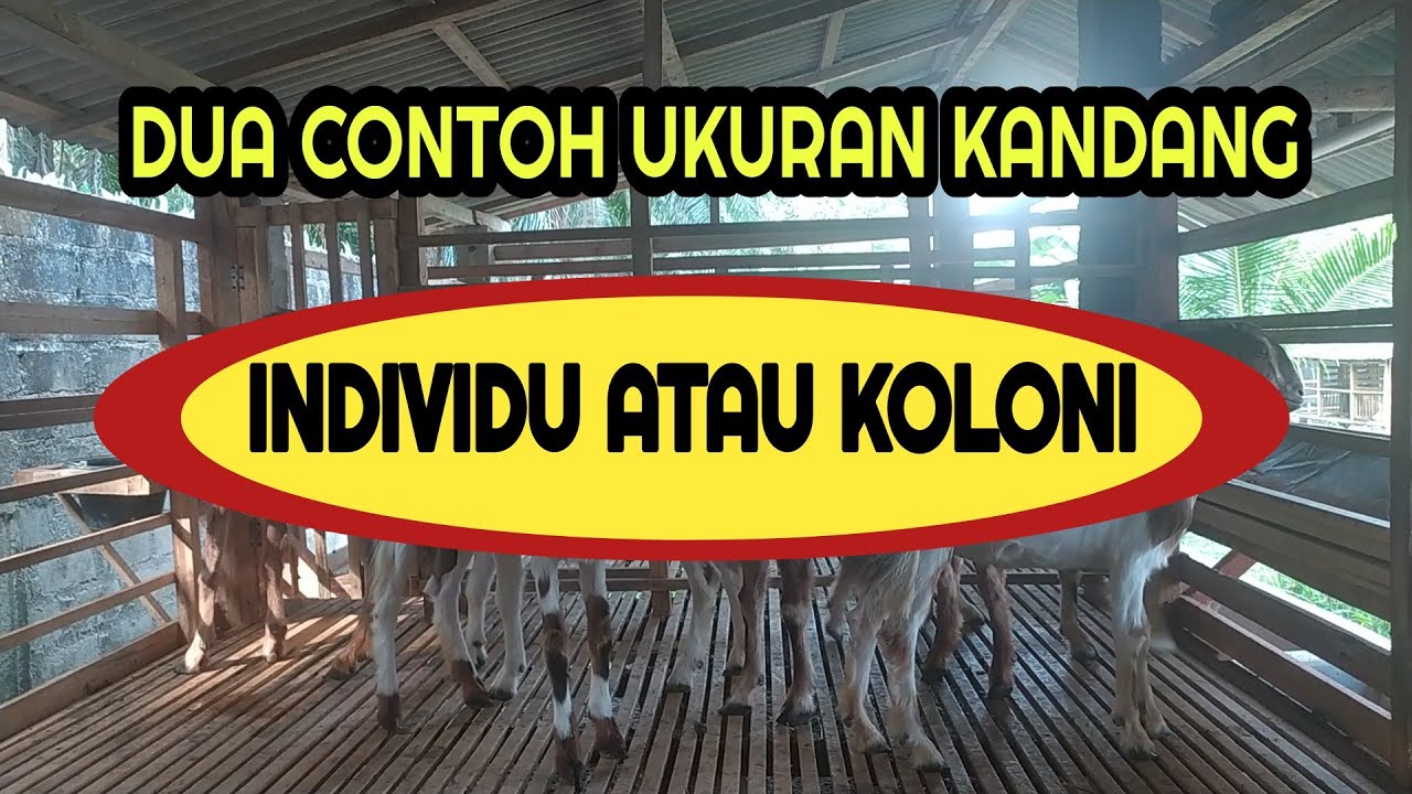 TUTORIAL UKURAN KANDANG INDIVIDU DAN KOLONI