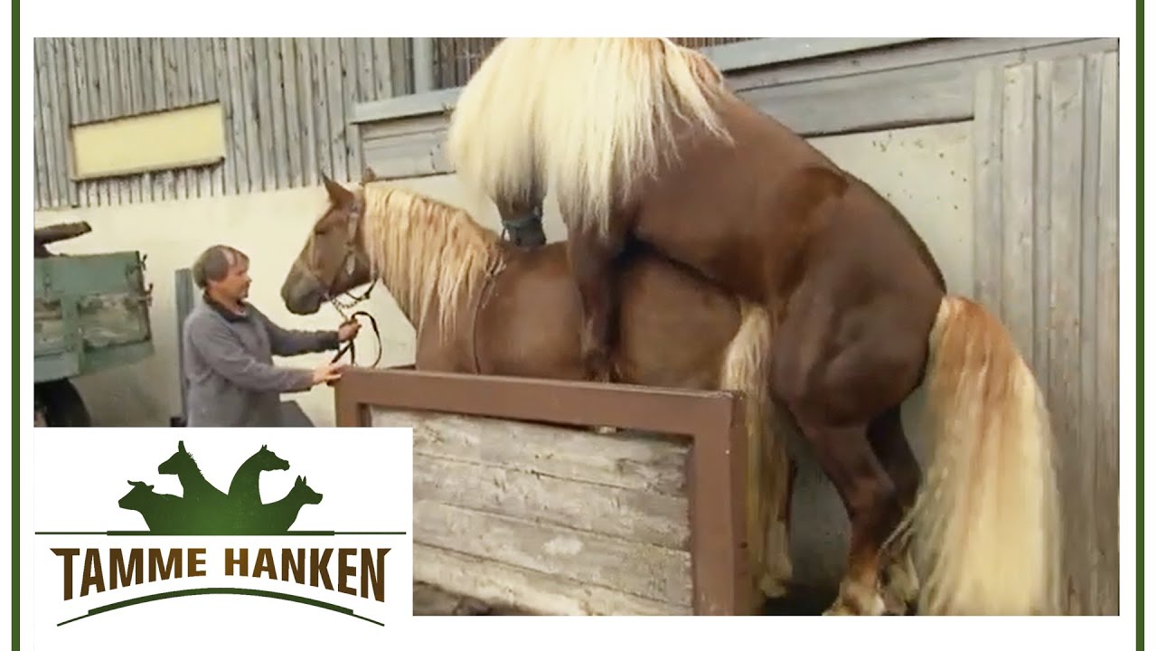 Deckhengst gibt alles: 
