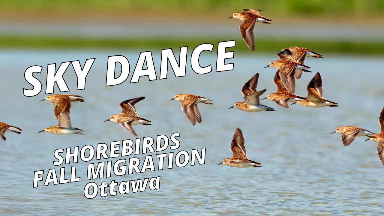Sky Dance - Shorebirds Fall Migration in Ottawa