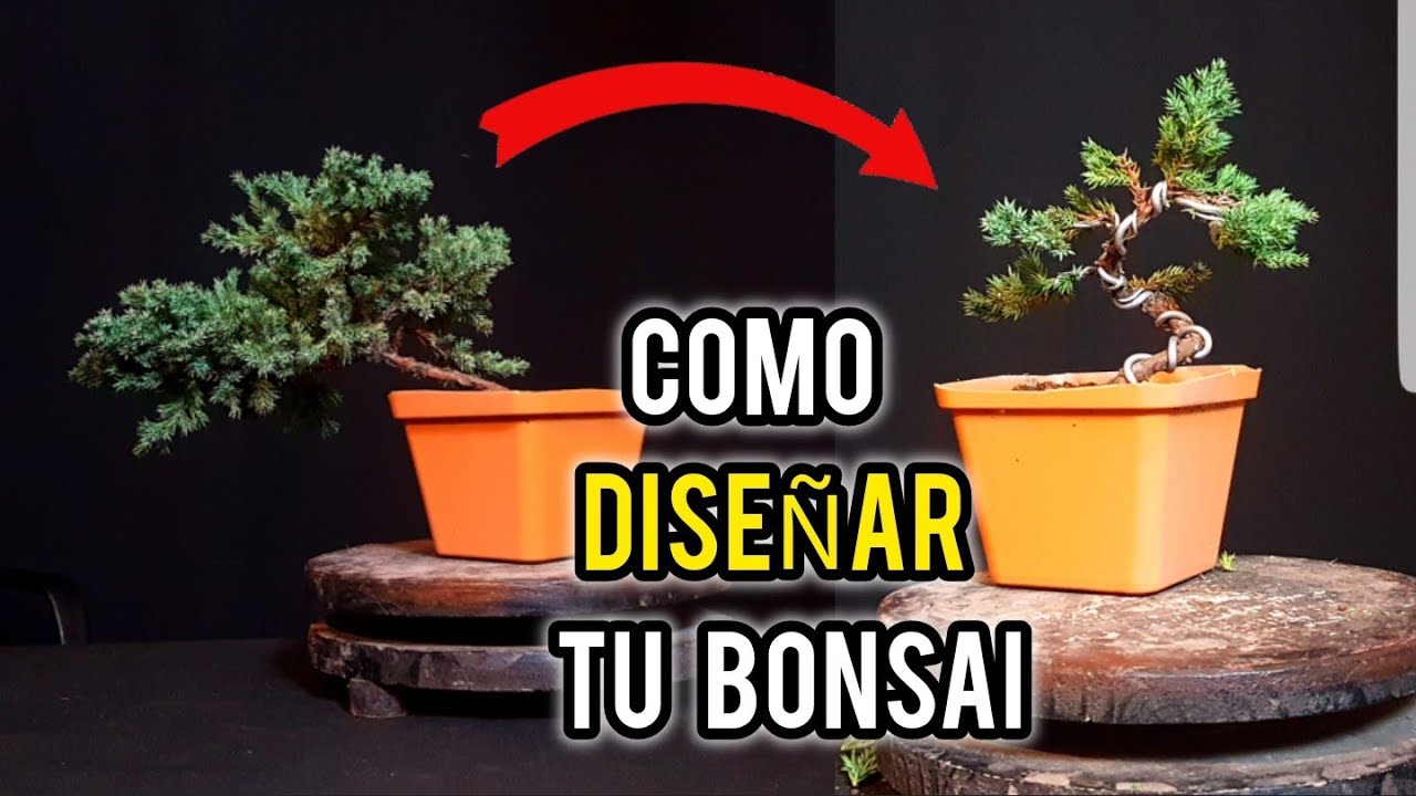 👉BONSAI DISEÑO ✂️ | PRIMER ALAMBRADO A UN PLANTON DE JUNIPERO PROCUMBENS NANA