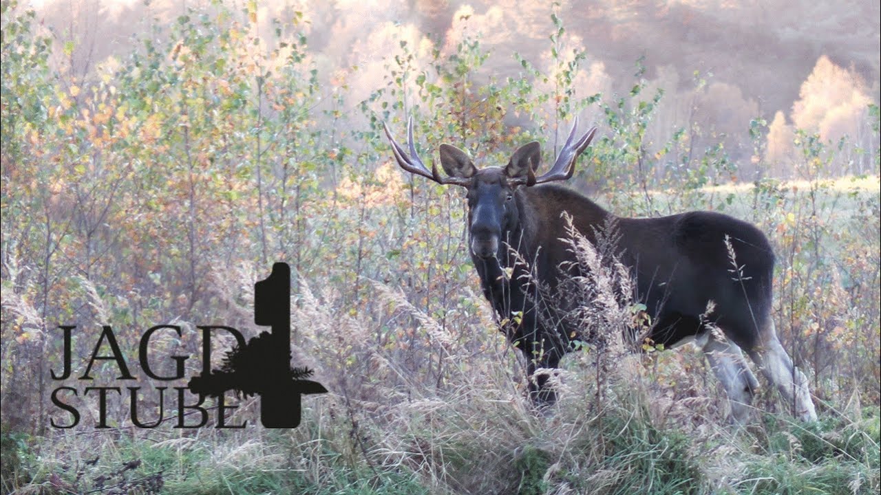 Braslauer Seen - das jagdliche Paradies f&uuml;r Elchj&auml;ger
