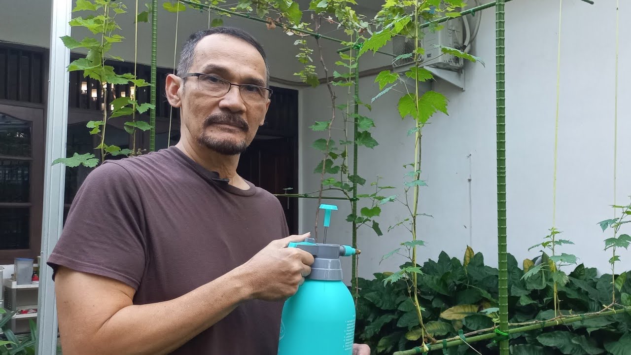 memberantas jamur pada tanaman anggur dgn cara mudah dan murah