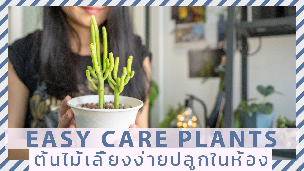 แนะนำต้นไม้เลี้ยงง่าย ปลูกเลี้ยงในห้องและระเบียงคอนโด