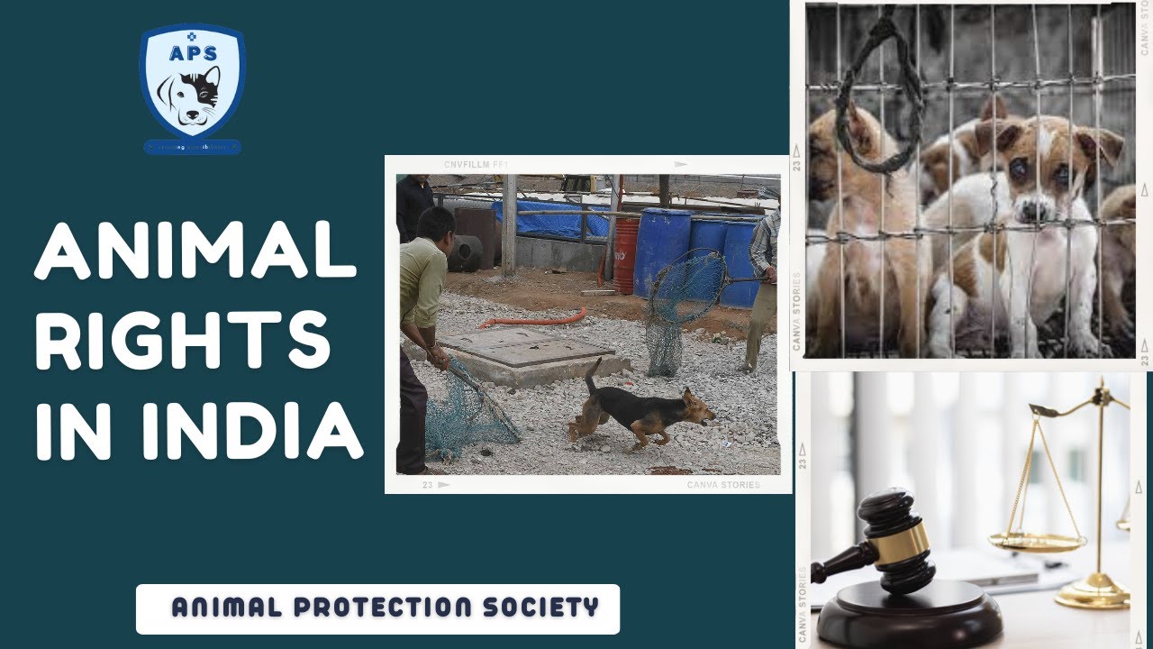 Animal Rights in India | Animal Cruelty Laws for Animals | जानवरो के क़ानूनी अधिकार