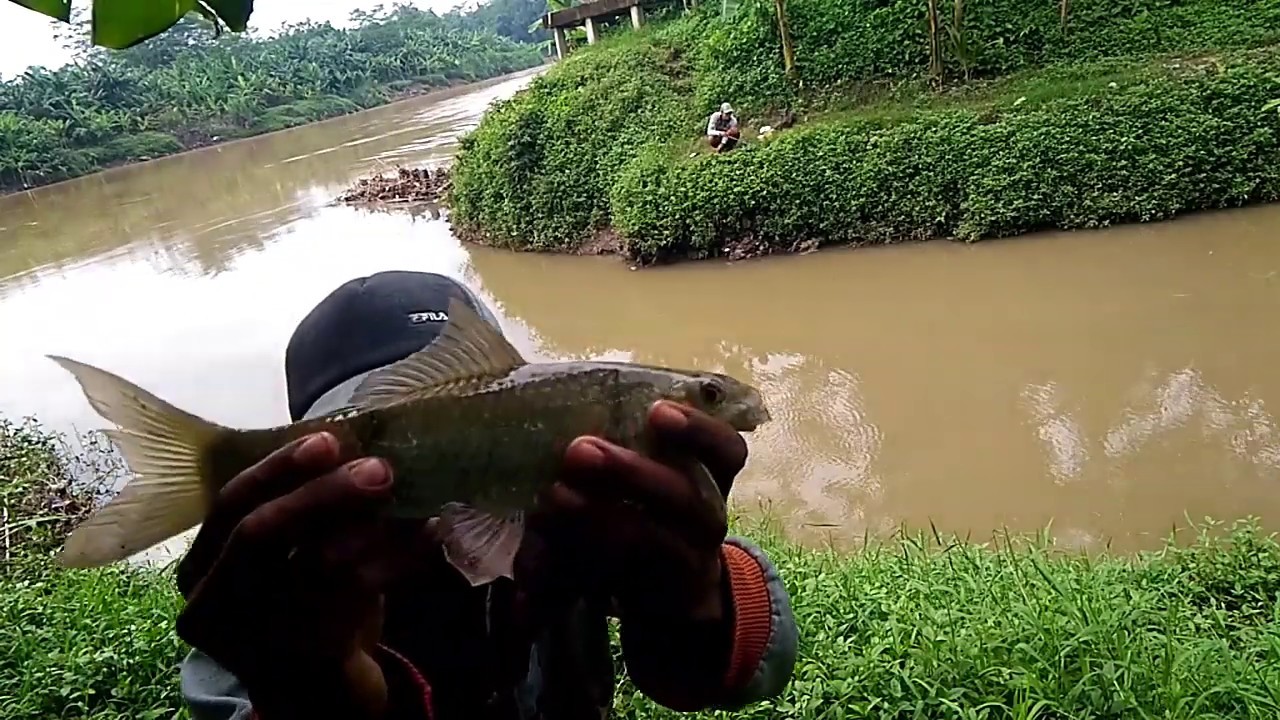 Iseng mancing di air keruh dan ternyata ada ikan kadalnya