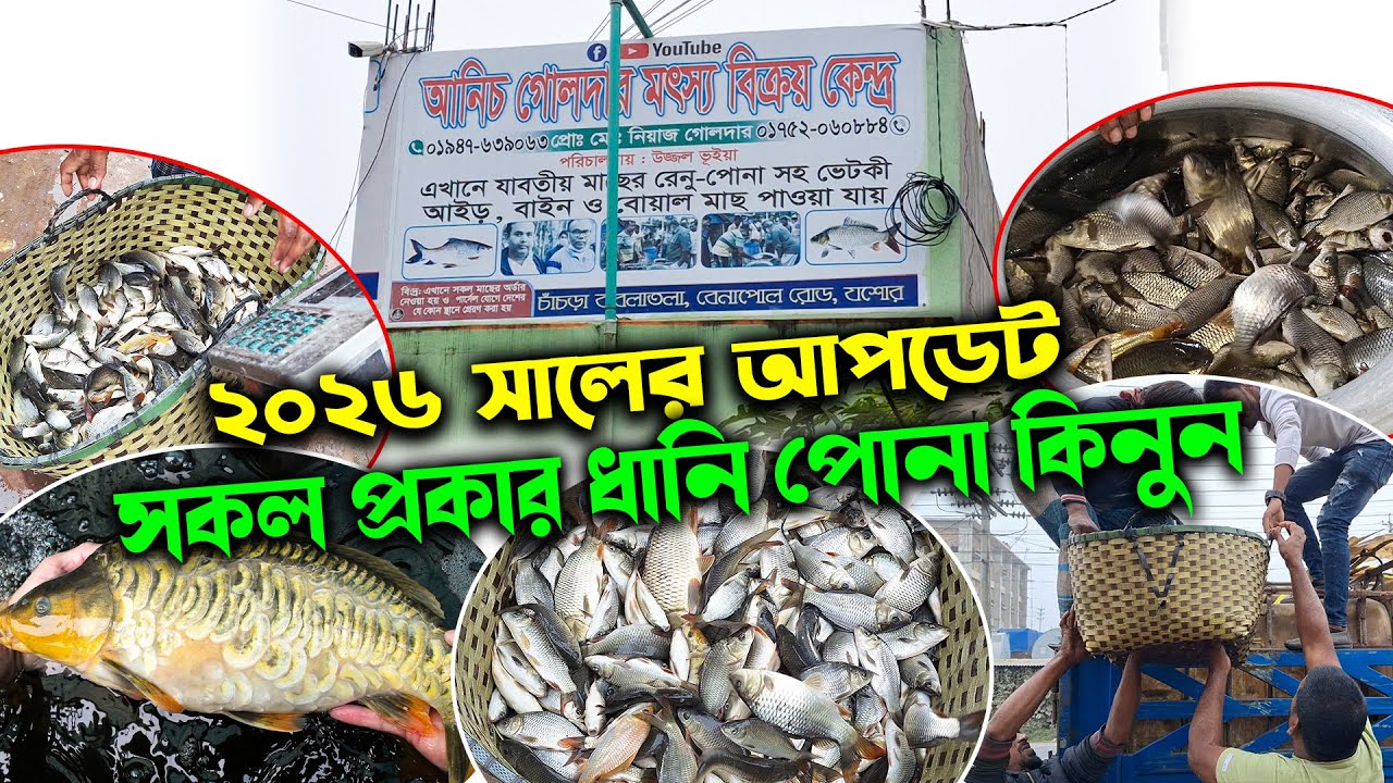 ২০২৬ সালের আপডেট সকল প্রকার ধানি পোনা কিনুন সরাসরি হ্যাচারি থেকে | আনিচ গোলদার মৎস্য বিক্রয় কেন্দ্র