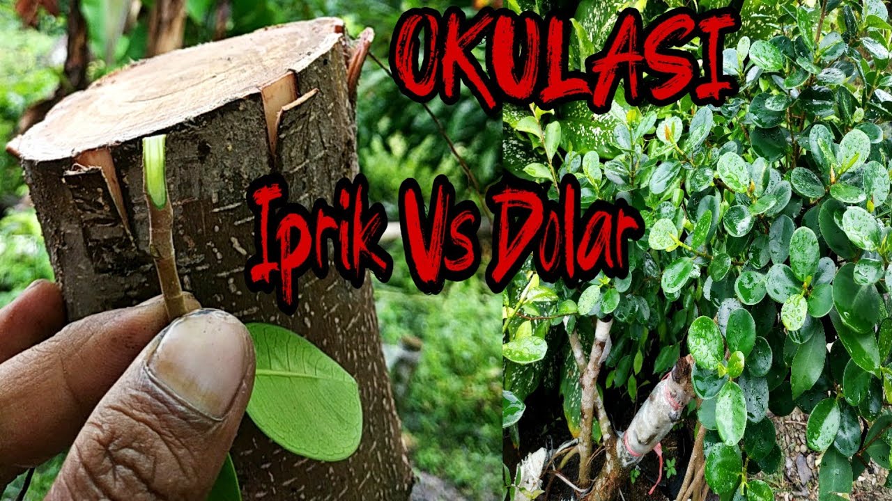 Cara mudah dan cepat OKULASI  beringin iprik dengan beringin dolar