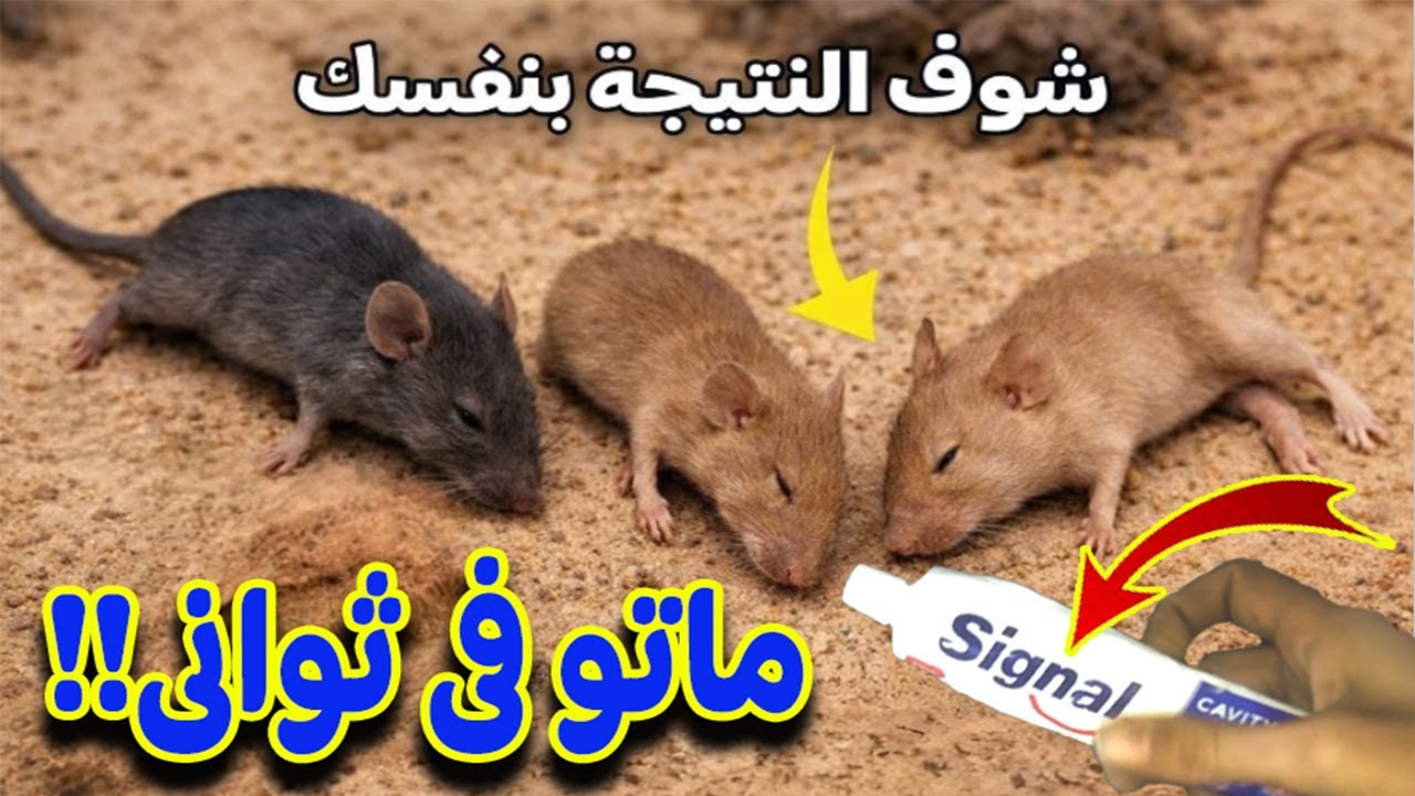 وداعًا للفئران والحشرات نهائيًا 🐭 وصفة منزلية فعّالة 100%