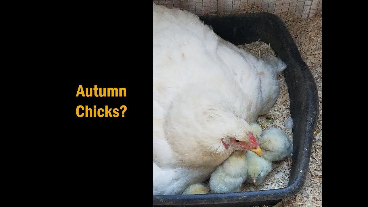 Autumn Chicks?