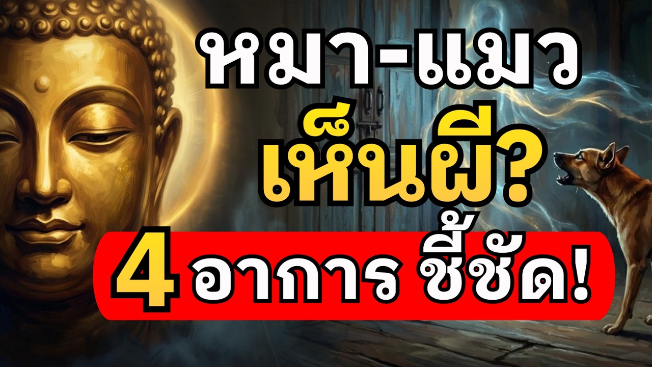 หมา-แมวเห็นผี? 4 อาการชี้ชัด! สังเกตสัตว์เลี้ยงของคุณให้ดี อาจมีพลังงานบางอย่างอยู่ใกล้ตัวคุณ