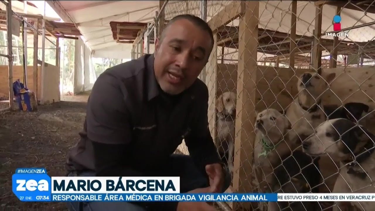 La Brigada de Vigilancia Animal recibe a 371 perritos del Refugio Franciscano